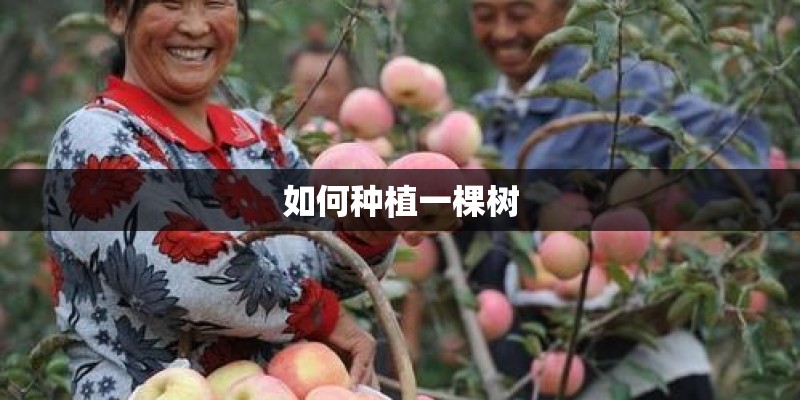如何种植一棵树