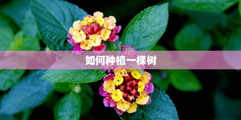 如何种植一棵树