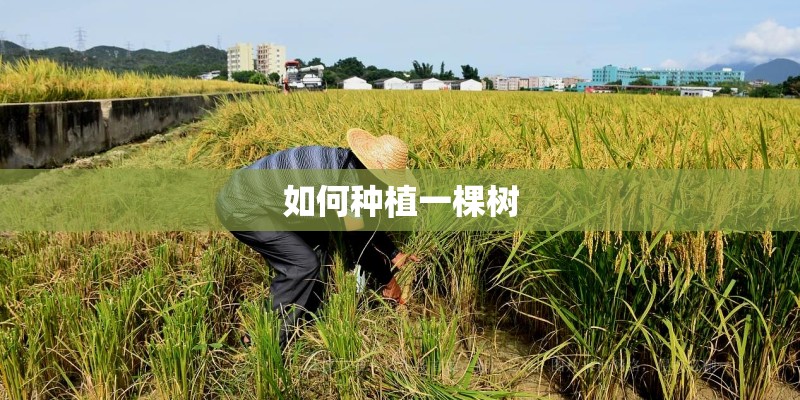 如何种植一棵树