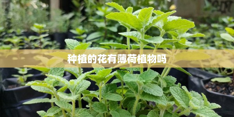 种植的花有薄荷植物吗