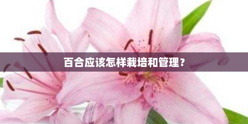 百合应该怎样栽培和管理？