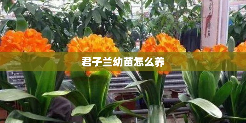 君子兰幼苗怎么养