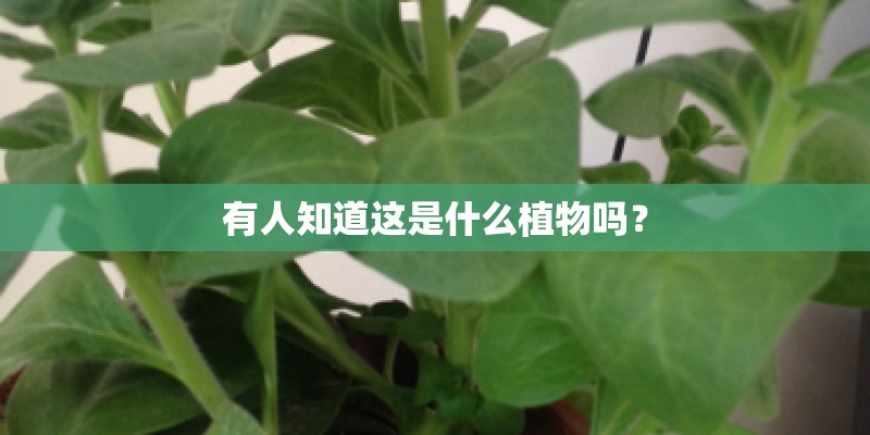 有人知道这是什么植物吗? 有人知道这是什么植物吗?