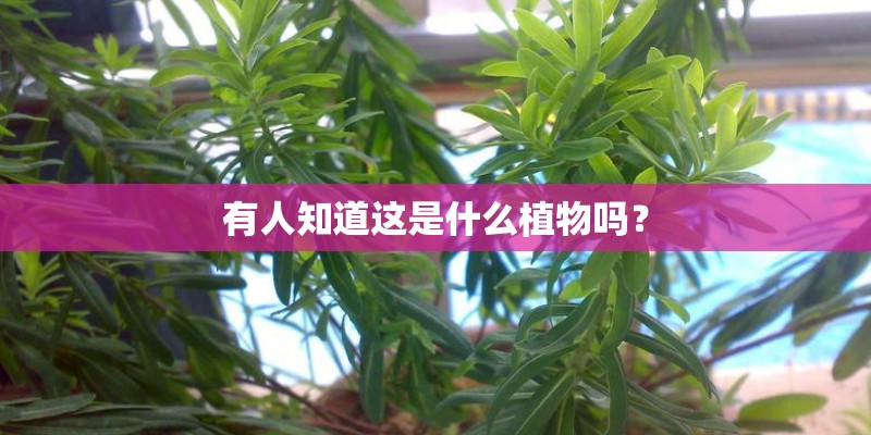 有人知道这是什么植物吗? 有人知道这是什么植物吗?