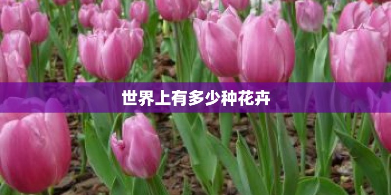 世界上有多少种花卉