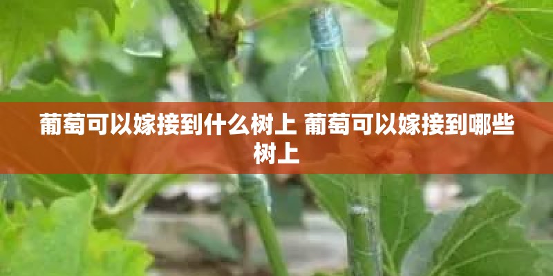 葡萄可以嫁接到什么树上 葡萄可以嫁接到哪些树上