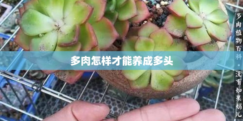 多肉怎样才能养成多头