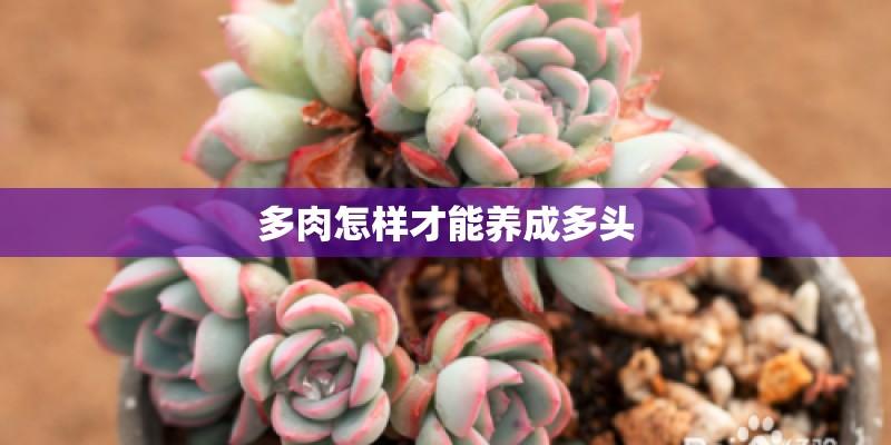 多肉怎样才能养成多头
