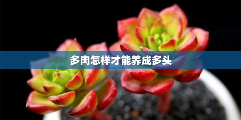多肉怎样才能养成多头