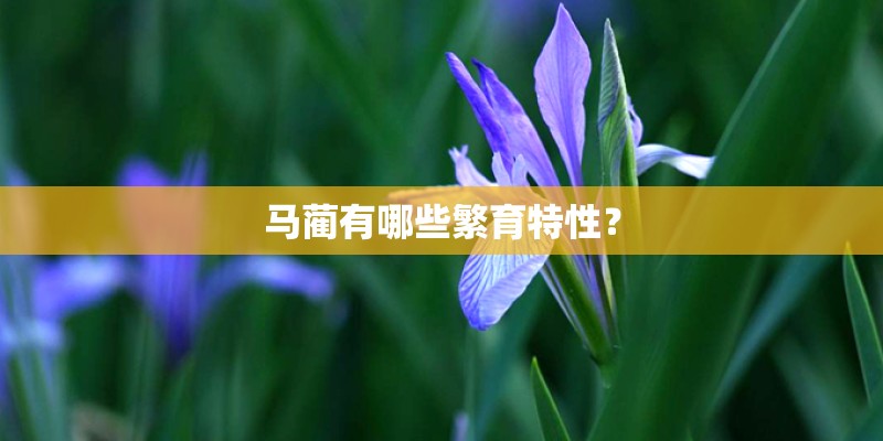 马蔺有哪些繁育特性？