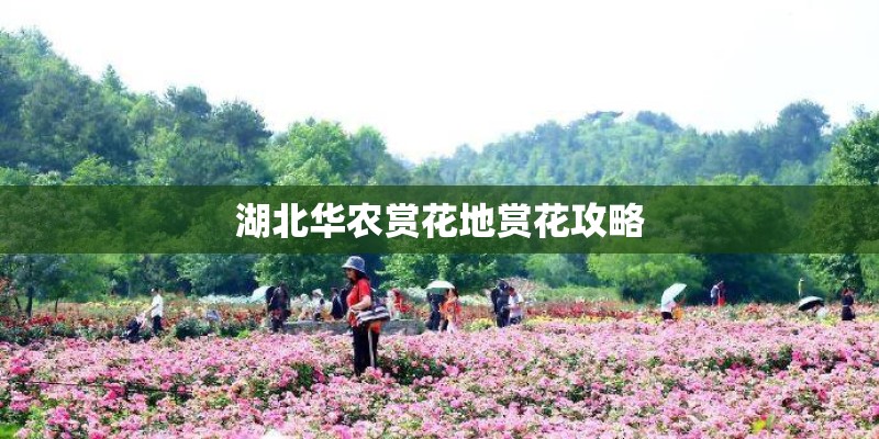 湖北华农赏花地赏花攻略