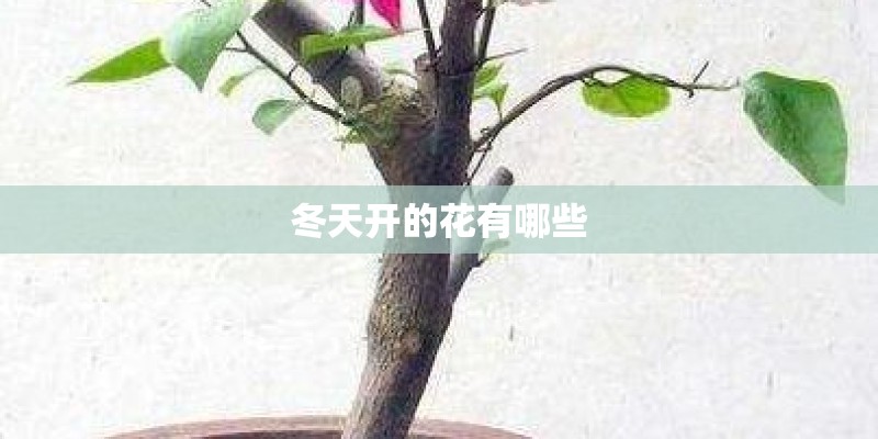 冬天开的花有哪些