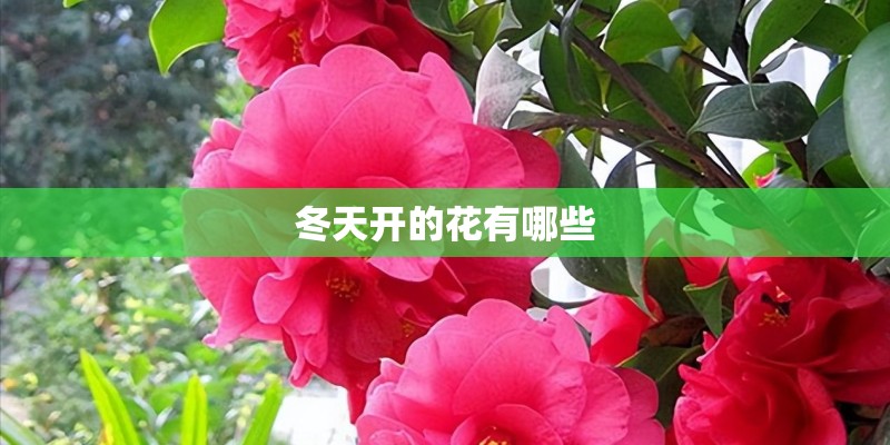 冬天开的花有哪些