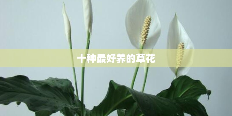 十种最好养的草花