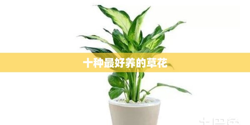 十种最好养的草花