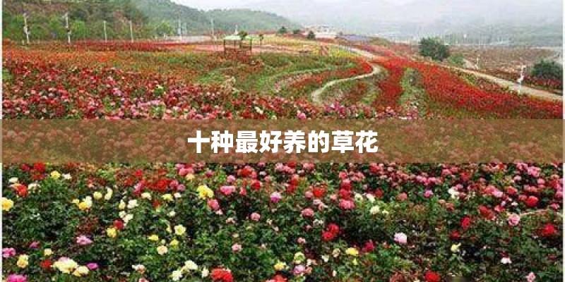 十种最好养的草花