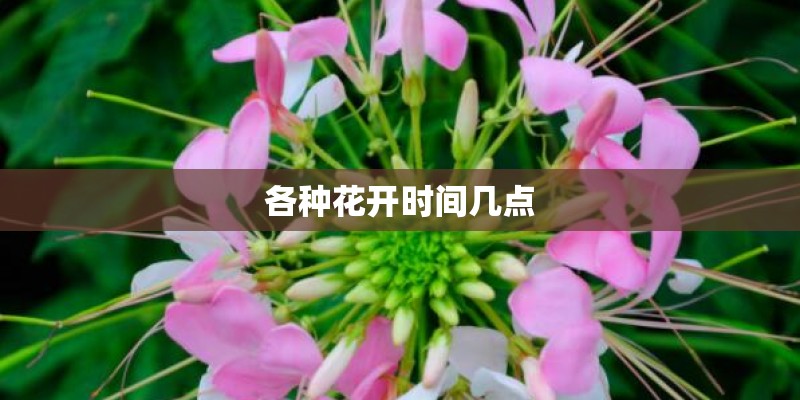 各种花开时间几点