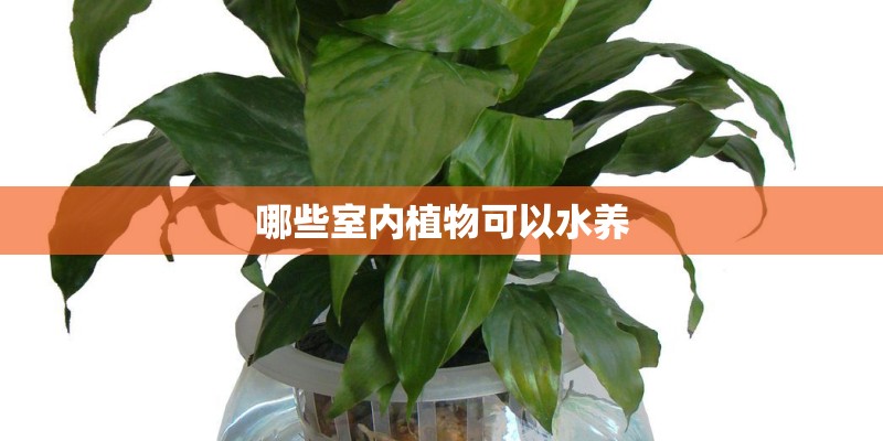 哪些室内植物可以水养