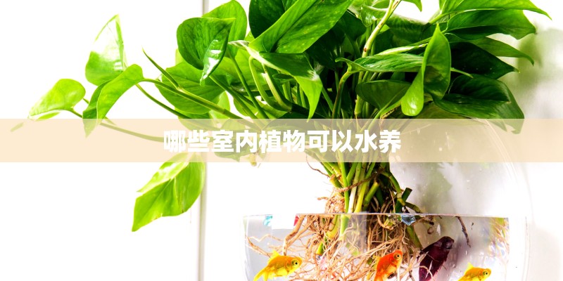 哪些室内植物可以水养