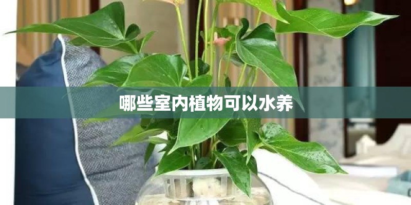哪些室内植物可以水养