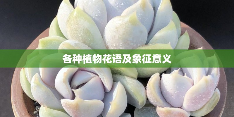 各种植物花语及象征意义