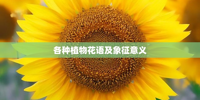 各种植物花语及象征意义