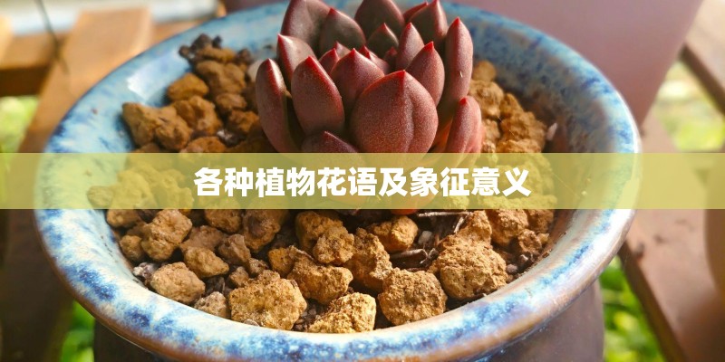 各种植物花语及象征意义