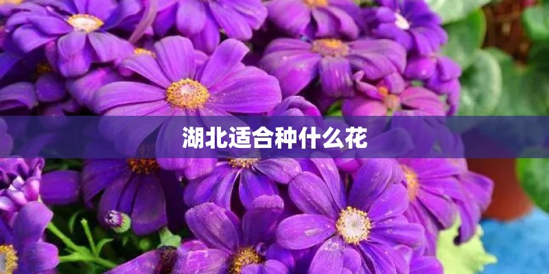 湖北适合种什么花