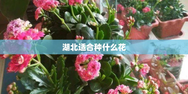 湖北适合种什么花