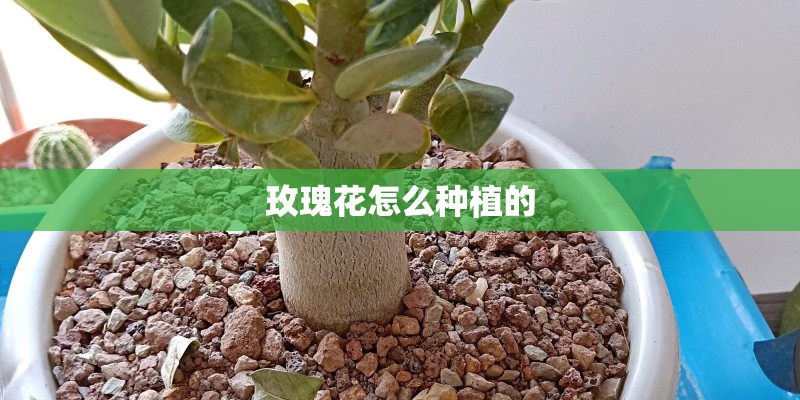 玫瑰花怎么种植的 玫瑰花怎么种植的