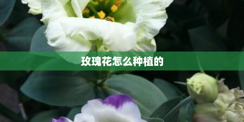 玫瑰花怎么种植的 玫瑰花怎么种植的