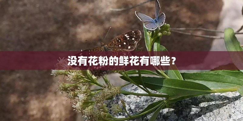 没有花粉的鲜花有哪些? 没有花粉的鲜花有哪些?