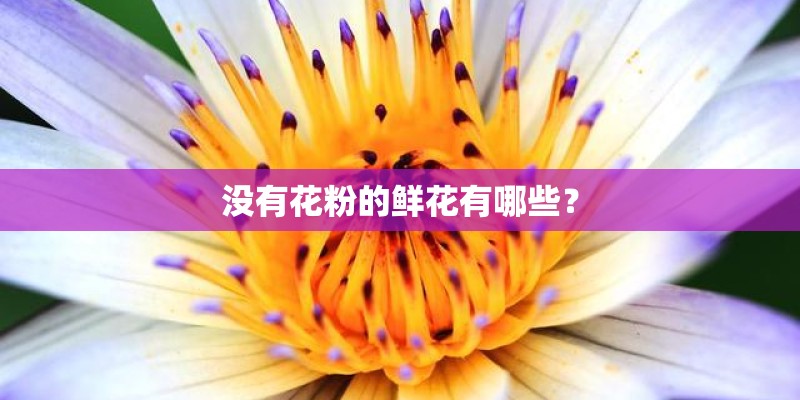 没有花粉的鲜花有哪些? 没有花粉的鲜花有哪些?