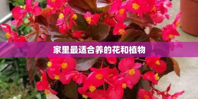 家里最适合养的花和植物