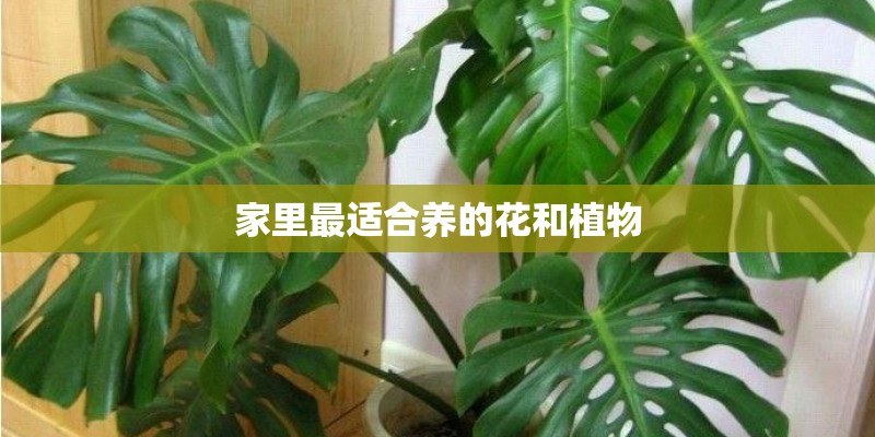 家里最适合养的花和植物