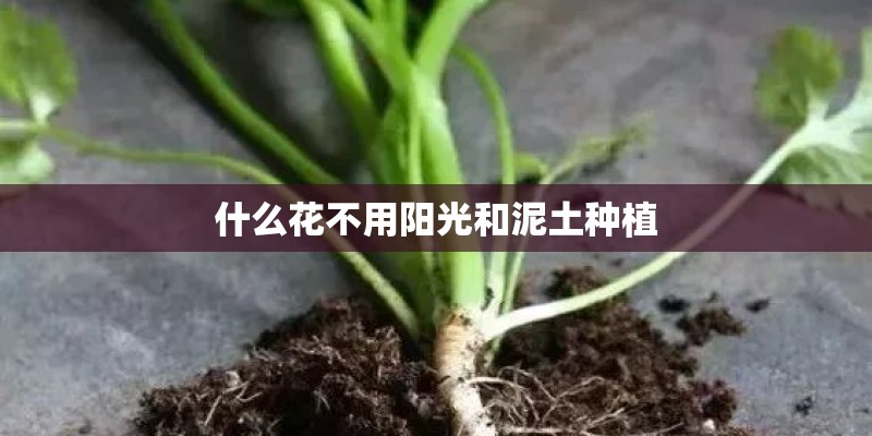 什么花不用阳光和泥土种植