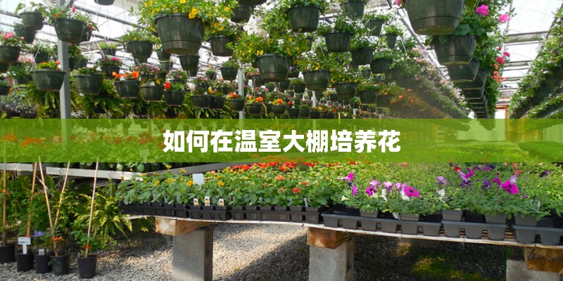 如何在温室大棚培养花