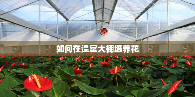 如何在温室大棚培养花