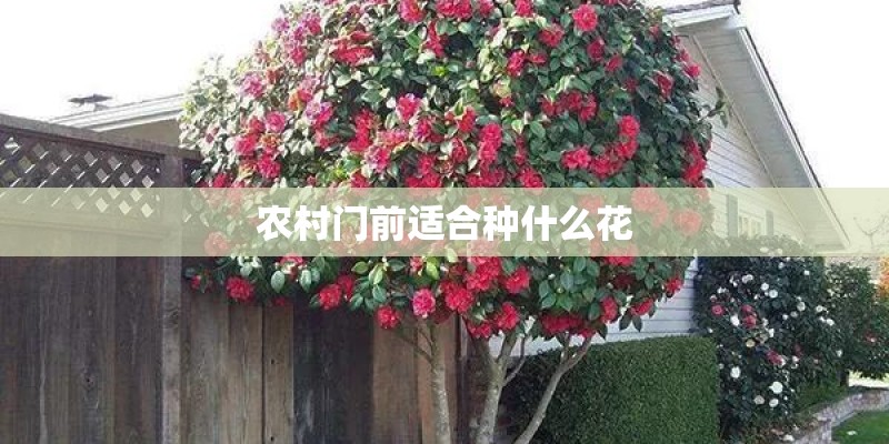 农村门前适合种什么花 农村门前适合种什么花