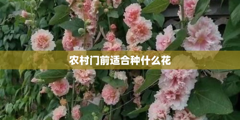 农村门前适合种什么花 农村门前适合种什么花