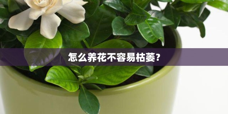 怎么养花不容易枯萎？