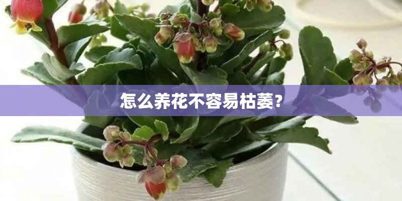 怎么养花不容易枯萎？