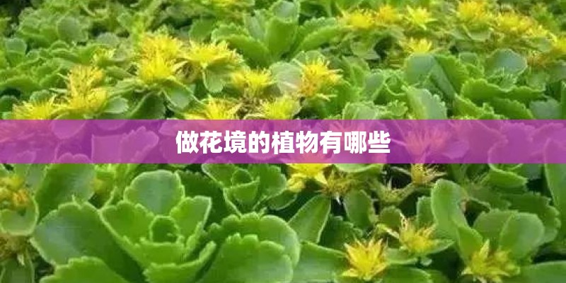 做花境的植物有哪些
