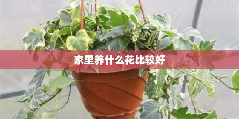 家里养什么花比较好