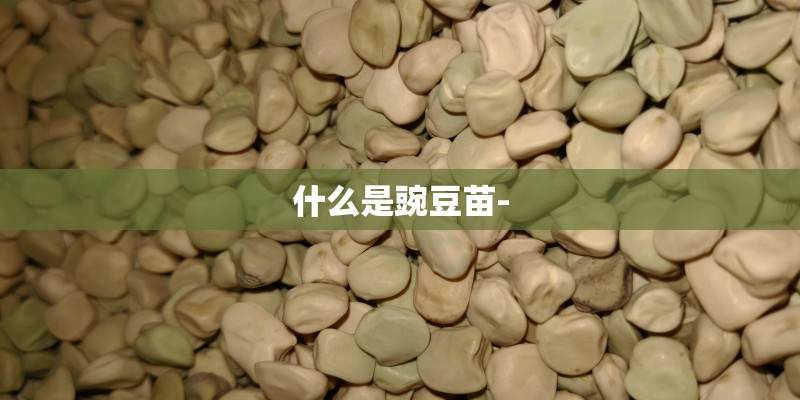 什么是豌豆苗-