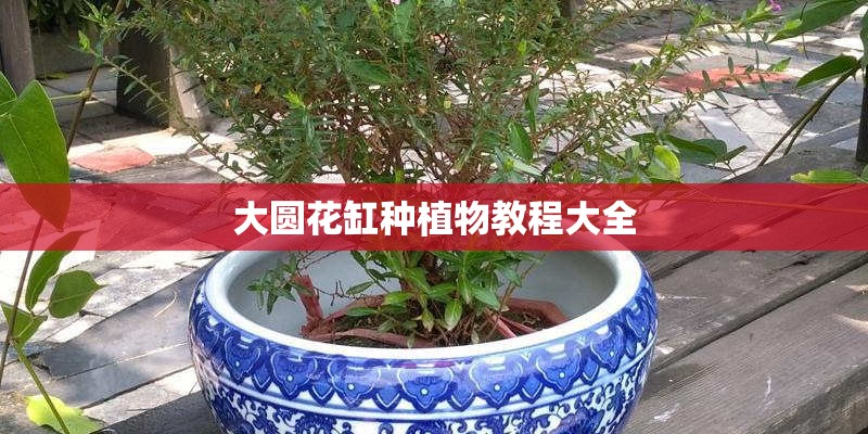 大圆花缸种植物教程大全