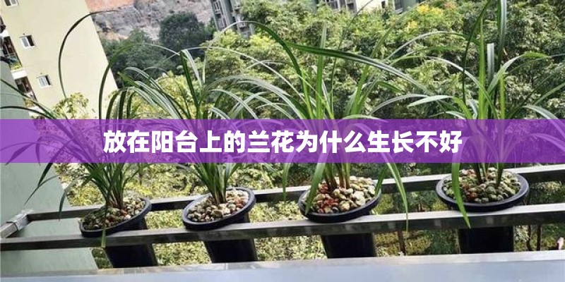 放在阳台上的兰花为什么生长不好 放在阳台上的兰花为什么生长不好