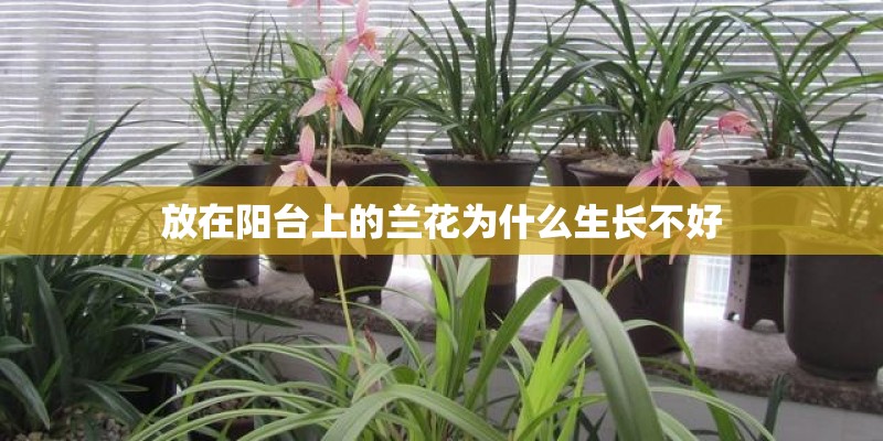 放在阳台上的兰花为什么生长不好 放在阳台上的兰花为什么生长不好