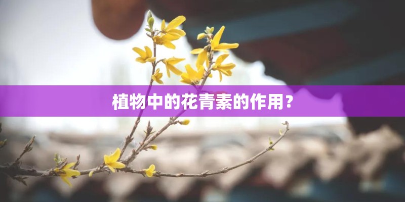 植物中的花青素的作用？