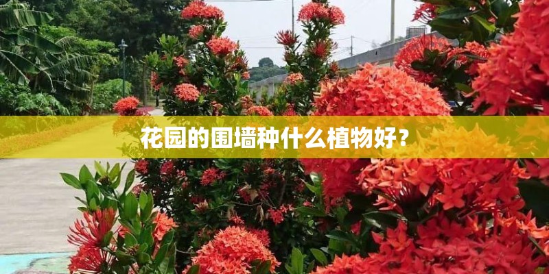 花园的围墙种什么植物好？